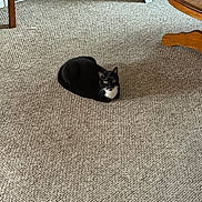 Magic joined the competition — help win amazing prizes! animal, black_and_white, carpet, cat, coffee_table, domestic_animal, ears, floor, furniture, home, indoors, living_room, loafing, pet, portrait, sitting, tuxedo_cat, whiskers, wood, yellow_eyes