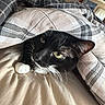 Magic joined the competition — help win amazing prizes! animal, bed, bedroom, black_cat, blanket, cat, close_up, cozy, cute, fur, green_eyes, indoors, lying_down, pet, plaid, portrait, relaxed, sleeping_area, whiskers, white_paws
