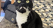 Magic joined the competition — help win amazing prizes! animal, black_and_white, cat, close_up, countertop, cute, feline, fur, green_eyes, home, indoors, kitchen, pet, pointed_ears, portrait, sitting, tuxedo_cat, whiskers, white_chest, white_paws