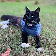 Big Boy joined the competition — help win amazing prizes! cat, black_cat, white_paws, green_eyes, blue_sweater, grass, outdoor, pet, animal, feline, whiskers, relaxed, nature, mammal, cute, domestic_cat, lying_down, soft_focus, fall, leaf