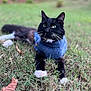 cat, black_cat, white_paws, green_eyes, blue_sweater, grass, outdoor, pet, animal, feline, whiskers, relaxed, nature, mammal, cute, domestic_cat, lying_down, soft_focus, fall, leaf