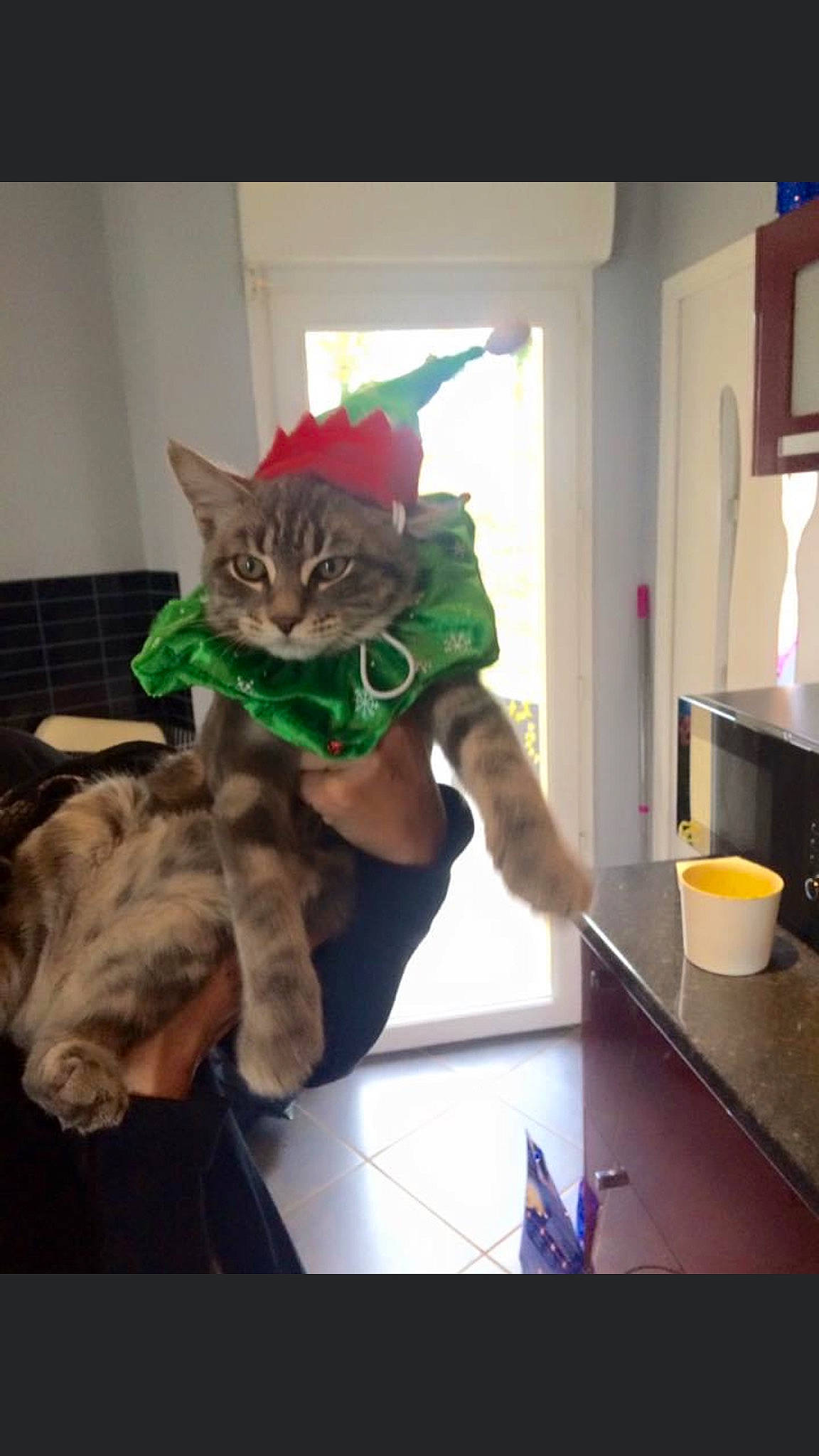 Gandalf participe au concours pour gagner de l'argent avec cette photo : black_cat, carnivore, cat, countertop, domestic_short_haired_cat, fashion_accessory, felidae, fictional_character, fur, holiday, kitchen, kitchen_appliance, paper, personal_protective_equipment, selfie, small_to_medium_sized_cats, t_shirt, tail, visual_arts, whiskers