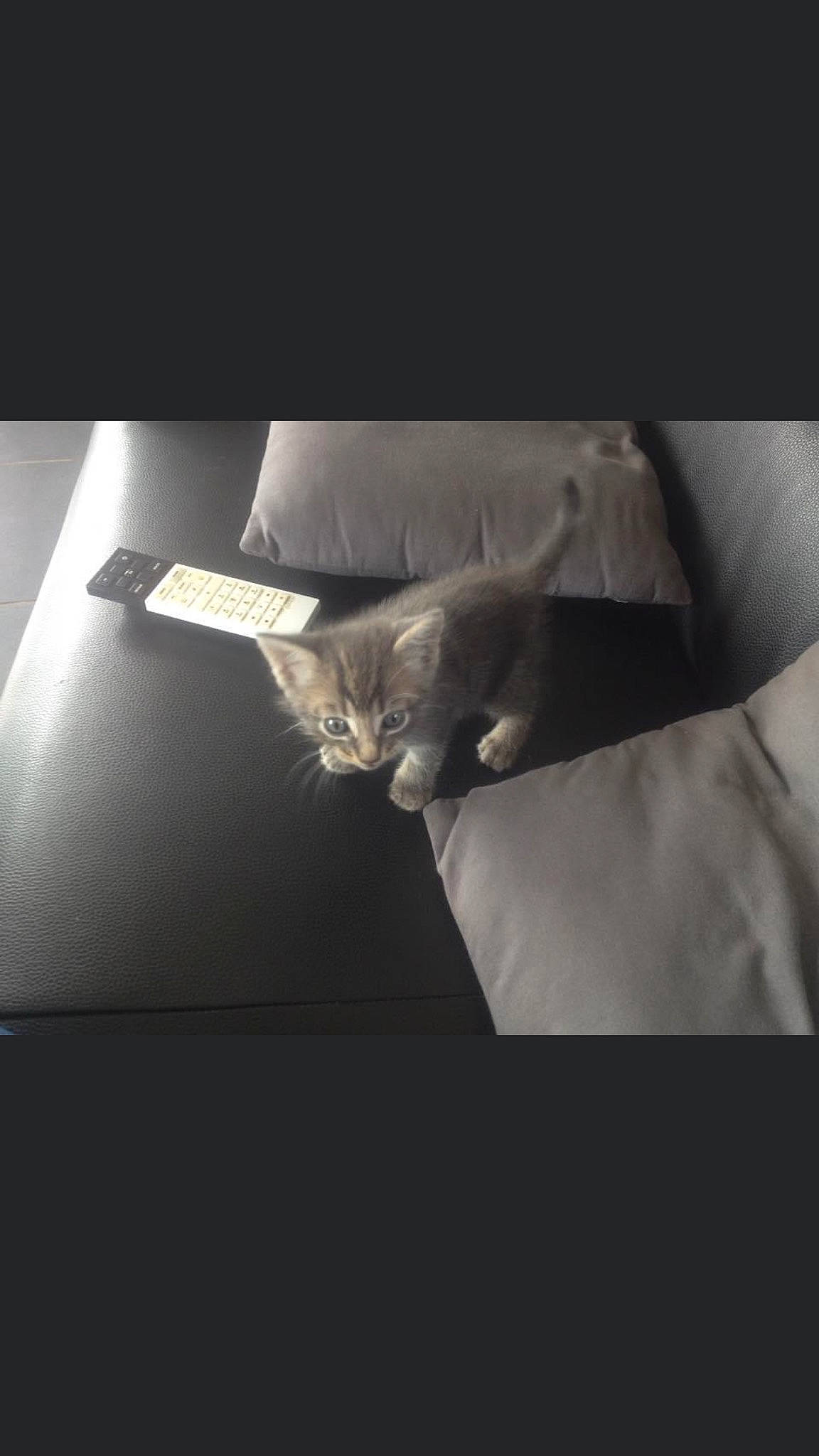 Gandalf a rejoint le concours — aidez-le/la à gagner de superbes lots ! black_and_white, carnivore, cat, comfort, couch, darkness, felidae, flash_photography, font, formal_wear, gesture, grey, monochrome, monochrome_photography, room, small_to_medium_sized_cats, style, tail, tints_and_shades, whiskers