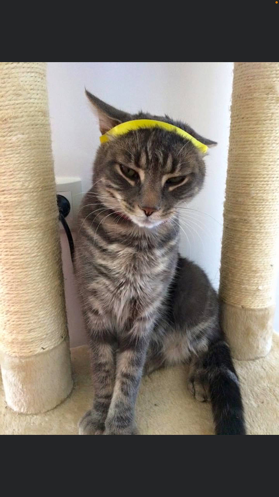 Gandalf participe au concours pour gagner de l'argent avec cette photo : carnivore, cat, claw, domestic_short_haired_cat, felidae, foot, fur, paw, sitting, small_to_medium_sized_cats, snout, tail, terrestrial_animal, toe, whiskers, wildlife, window, wood