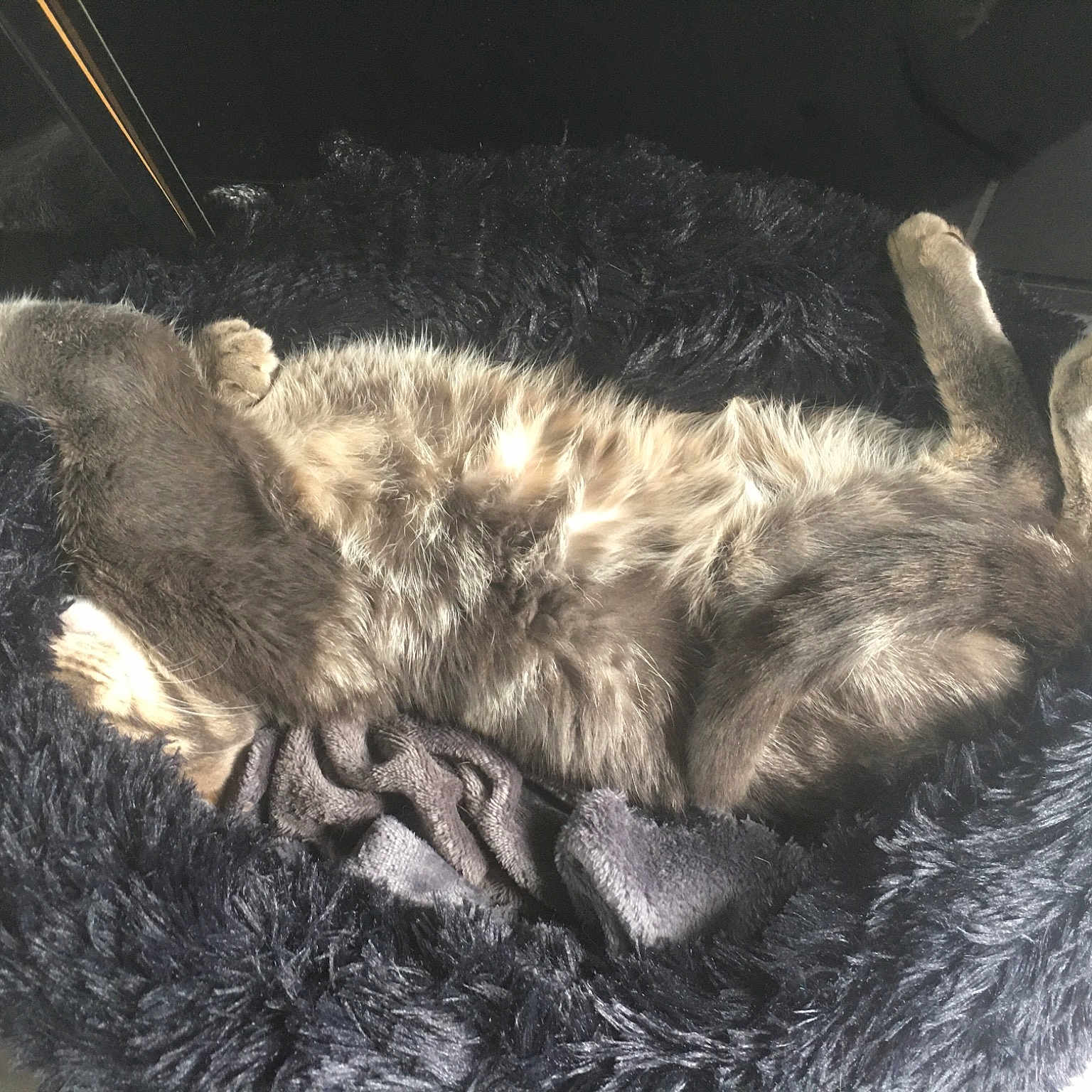 Gandalf