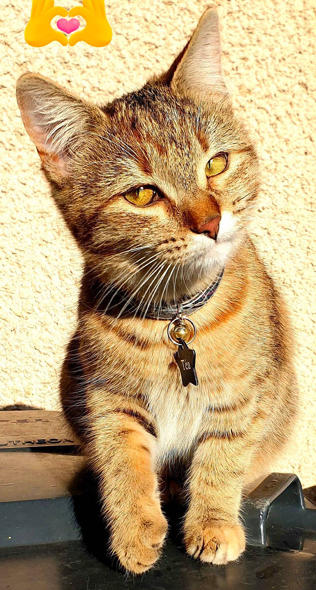 Téa a rejoint le concours — aidez-le/la à gagner de superbes lots ! carnivore, cat, close_up, domestic_short_haired_cat, fawn, felidae, fur, grass, paw, small_to_medium_sized_cats, snout, tail, terrestrial_animal, whiskers, wildlife