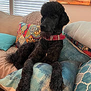 Charlie is registered to the contest to win money with this photo: animal, black_dog, calm, companion, couch, cozy, curly_fur, decor, dog, furniture, home, indoor, living_room, pet, pillows, poodle, red_collar, relaxed, resting, window_blinds