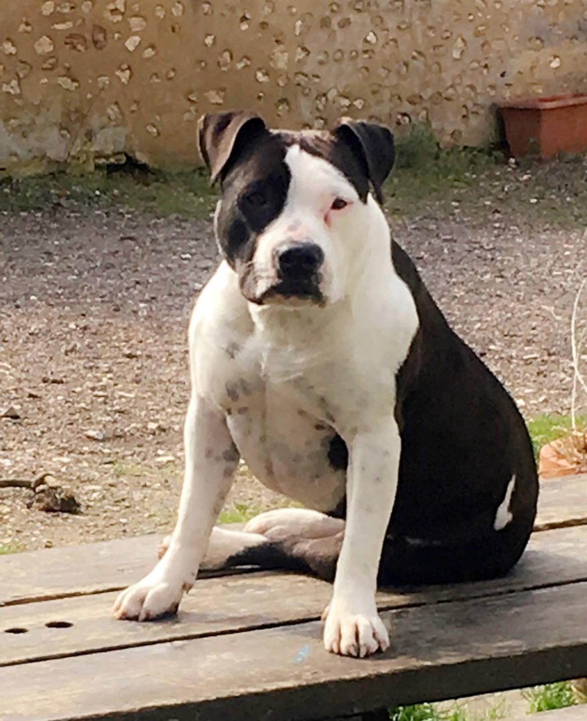 Lexy joined the competition — help win amazing prizes! canidae, carnivore, collar, companion_dog, dog, dog_breed, dog_collar, dogo_guatemalteco, fawn, molosser, pet_supply, plant, snout, sporting_group, tail, terrestrial_animal, whiskers, wood, working_animal, working_dog