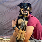 Emerald is registered to the contest to win money with this photo: dog, person, hug, camping, tent, chair, outdoor, smiling_dog, yellow_collar, maroon_shirt, camp_gear, relaxed, joyful, nature, daylight, pet, recreation, friendship, happy, leisure