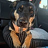 Emerald is registered to the contest to win money with this photo: dog, pet, animal, car_interior, close_up, paws, cushion, striped, collar, tag, window, cat, curious, background, resting, fur, ears, nose, eyes, cozy