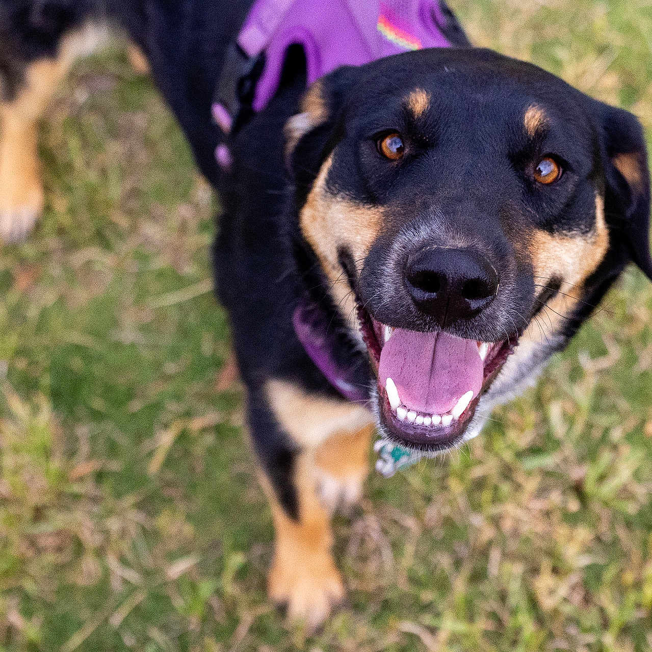 Emerald joined the competition — help win amazing prizes! dog, canine, pet, animal, grass, outdoor, happy, smiling, tongue_out, black_coat, tan_coat, harness, closeup, friendly, playful, ears, nose, teeth, walking, nature