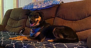 Emerald joined the competition — help win amazing prizes! dog, couch, blanket, indoor, pet, bandana, brown, blue, window, blinds, wall, map, relaxing, smiling, fur, comfortable, home, living_room, animal, resting