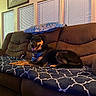 dog, couch, blanket, indoor, pet, bandana, brown, blue, window, blinds, wall, map, relaxing, smiling, fur, comfortable, home, living_room, animal, resting