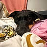 Emerald is registered to the contest to win money with this photo: dog, blanket, bed, indoor, resting, cozy, black_dog, brown_markings, fabric, soft, curtain, pet, cute, animal, comfort, relaxation, lying_down, fur, close_up, snuggle