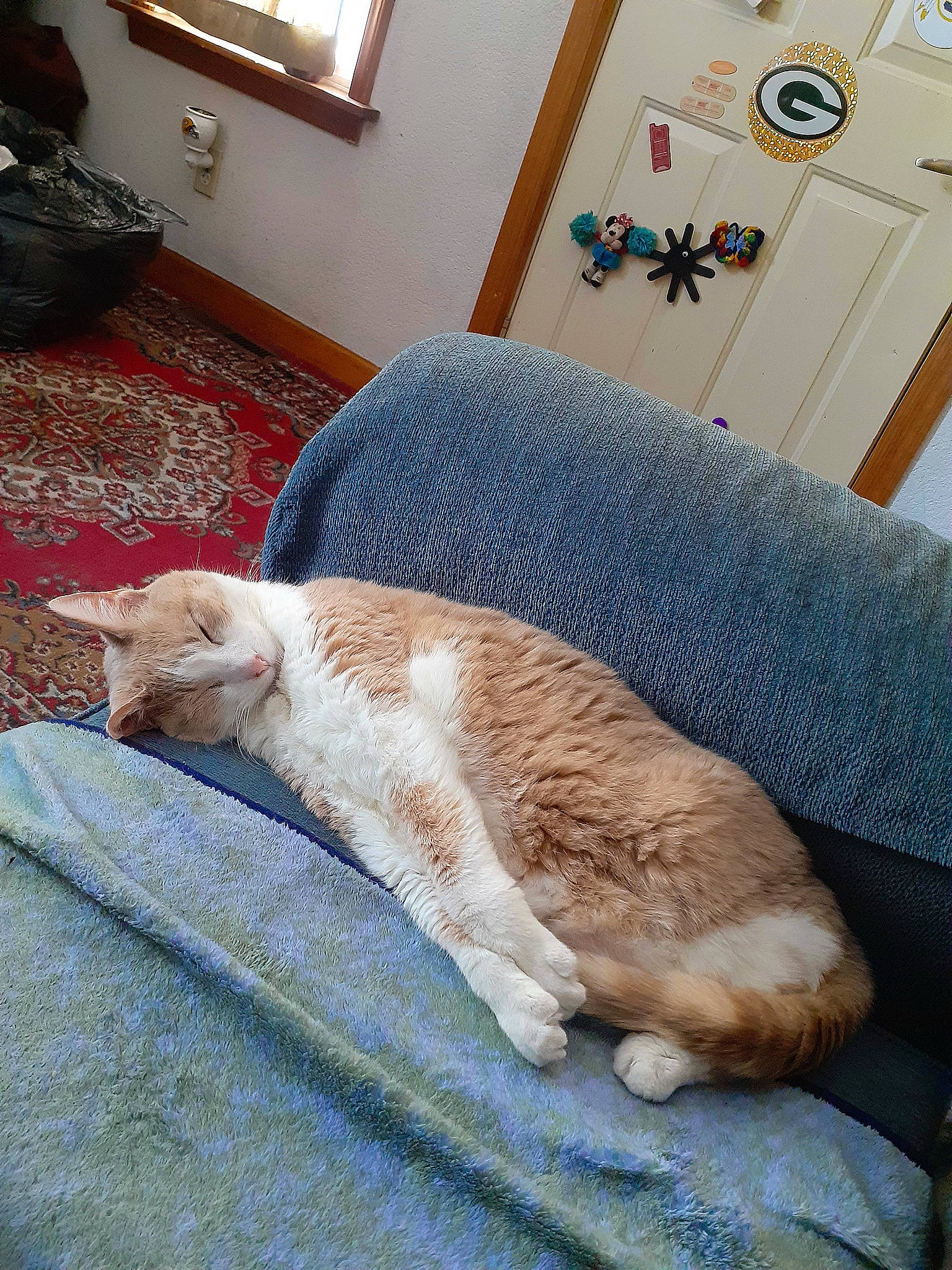 Sundae is registered to the contest to win money with this photo: bed, bedding, carnivore, cat, comfort, couch, fawn, felidae, flooring, houseplant, human_leg, linens, mammal, picture_frame, small_to_medium_sized_cats, tail, textile, whiskers, window, wood