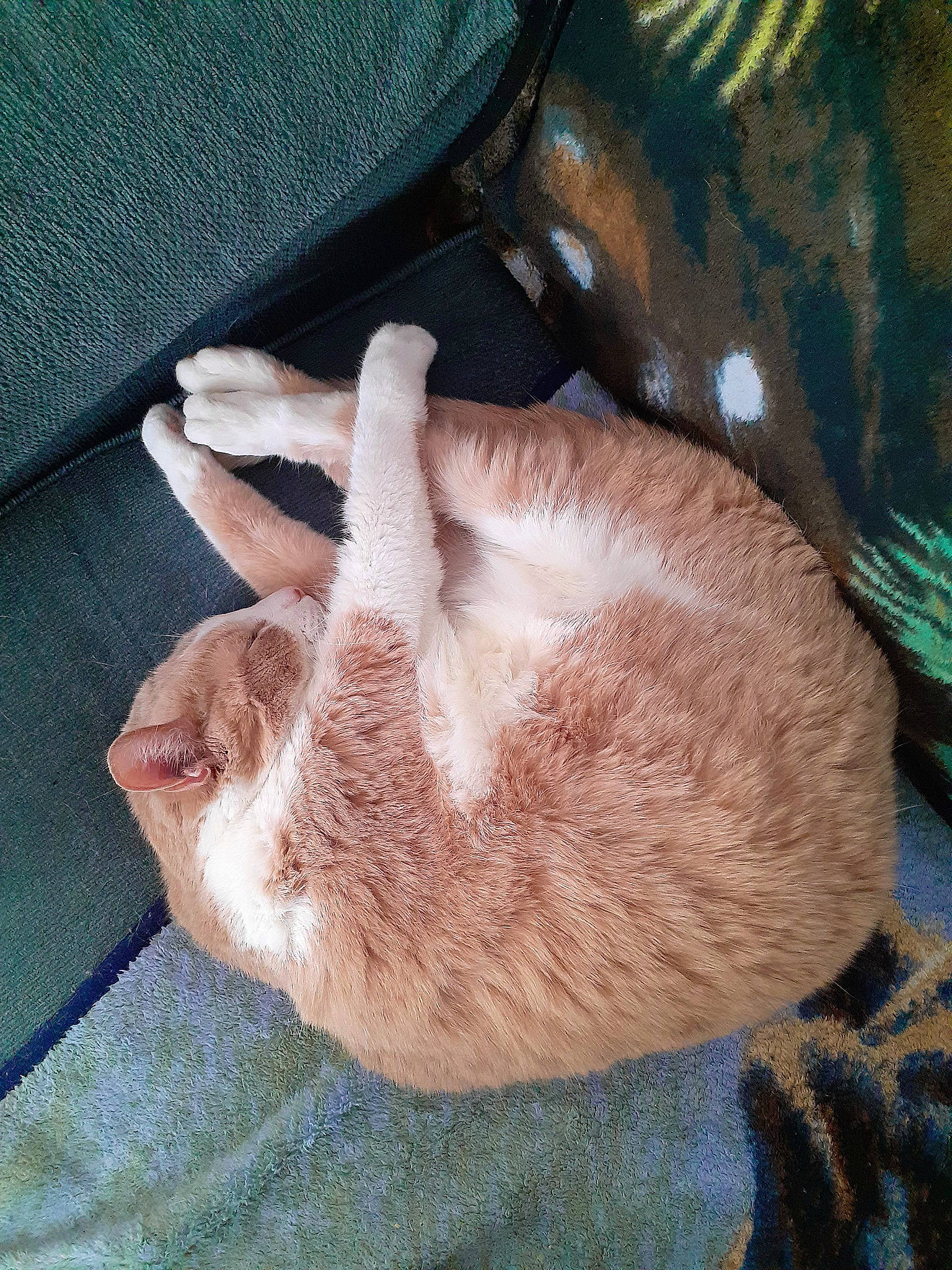 Sundae is registered to the contest to win money with this photo: carnivore, cat, cat_supply, comfort, domestic_short_haired_cat, fawn, felidae, foot, fur, gesture, human_leg, leg, linens, liver, paw, small_to_medium_sized_cats, snout, tail, textile, whiskers