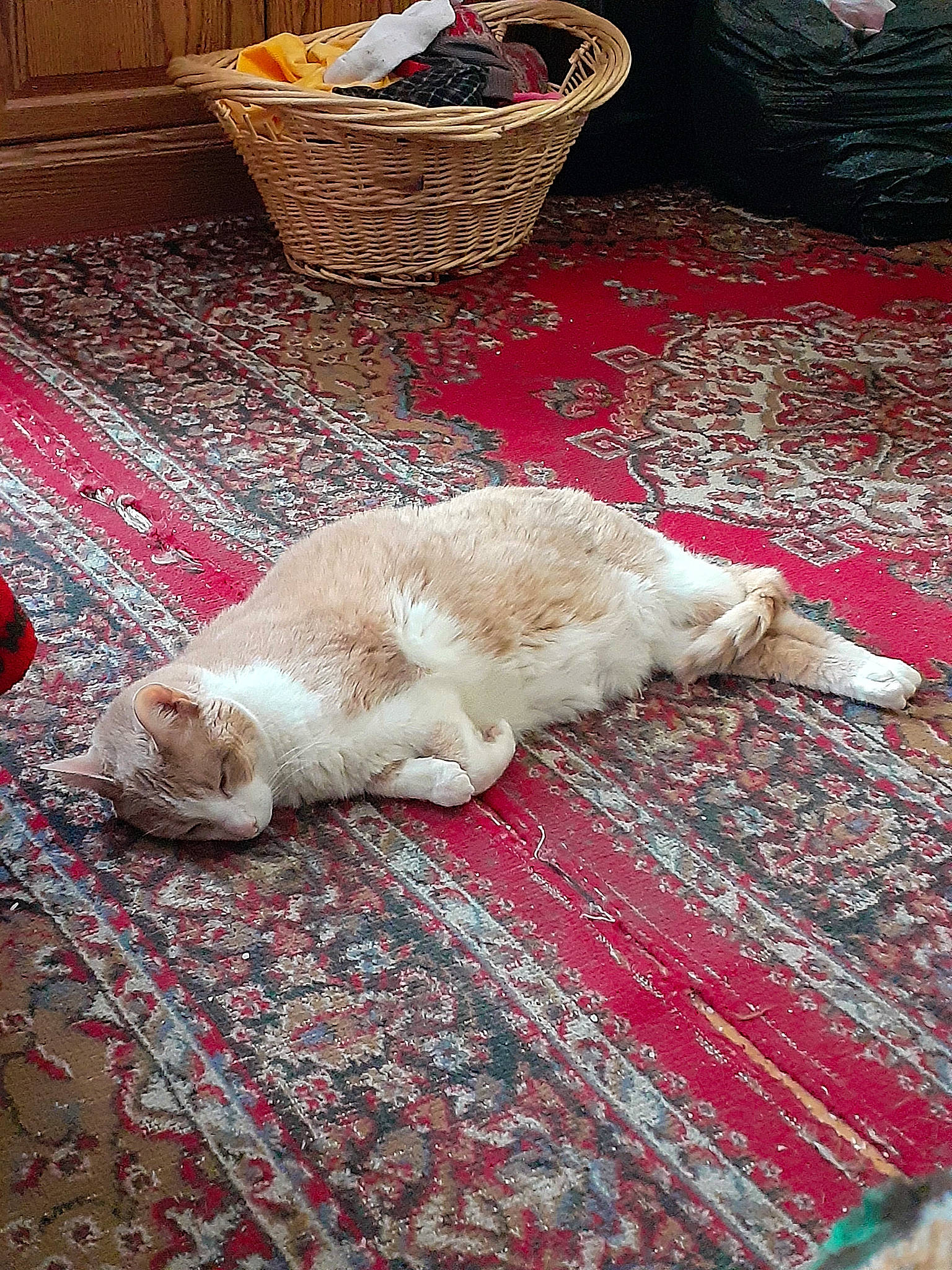 Sundae joined the competition — help win amazing prizes! canidae, carnivore, carpet, cat, comfort, companion_dog, dog_breed, domestic_short_haired_cat, fawn, felidae, floor, flooring, fur, linens, rug, small_to_medium_sized_cats, sporting_group, tail, whiskers, wood