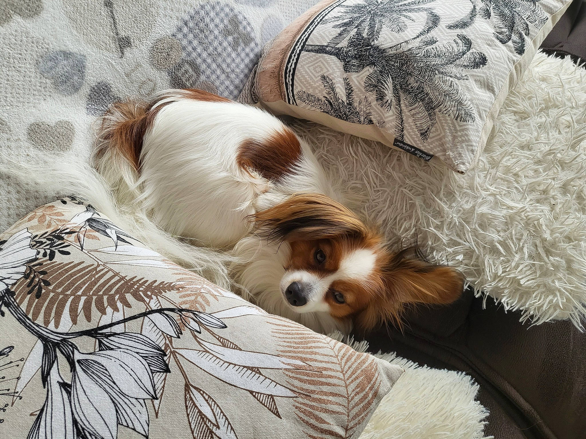 Smiley a rejoint le concours — aidez-le/la à gagner de superbes lots ! canidae, carnivore, cavalier_king_charles_spaniel, comfort, companion_dog, corgi_chihuahua, dog, dog_breed, fawn, felidae, fur, liver, nap, red_panda, snout, sporting_group, terrestrial_animal, toy, toy_dog, whiskers