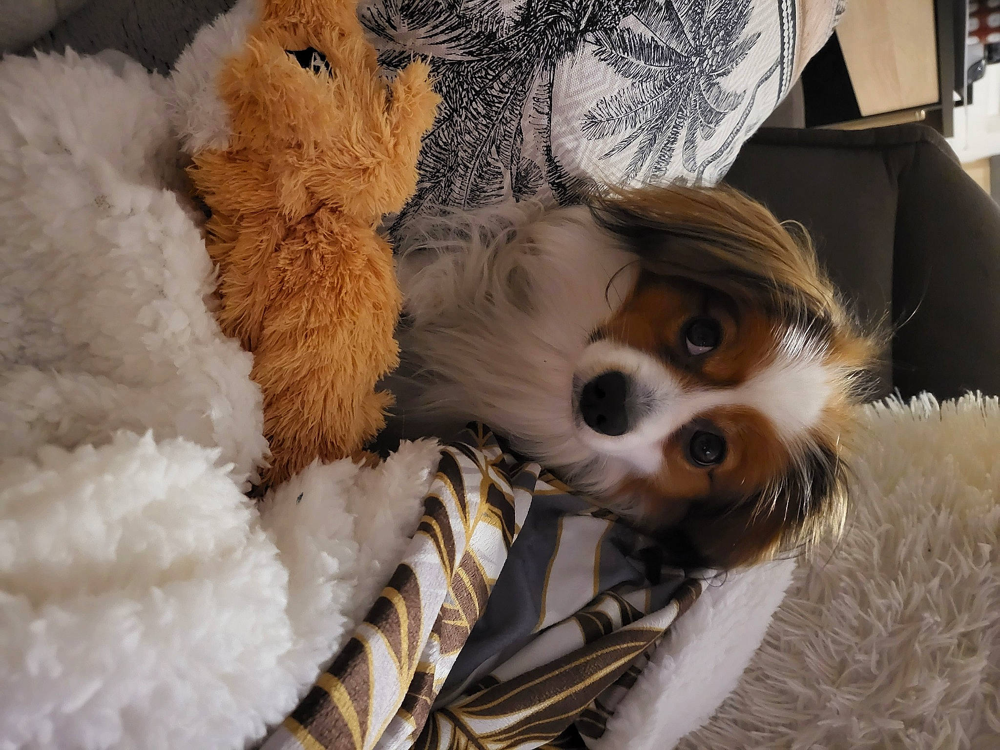 Smiley participe au concours pour gagner de l'argent avec cette photo : bear, canidae, companion_dog, dog, dog_clothes, doll, eyelash, fashion_accessory, fawn, fur, fur_clothing, plush, snout, stuffed_toy, sunglasses, teddy_bear, toy, toy_dog, whiskers, working_animal