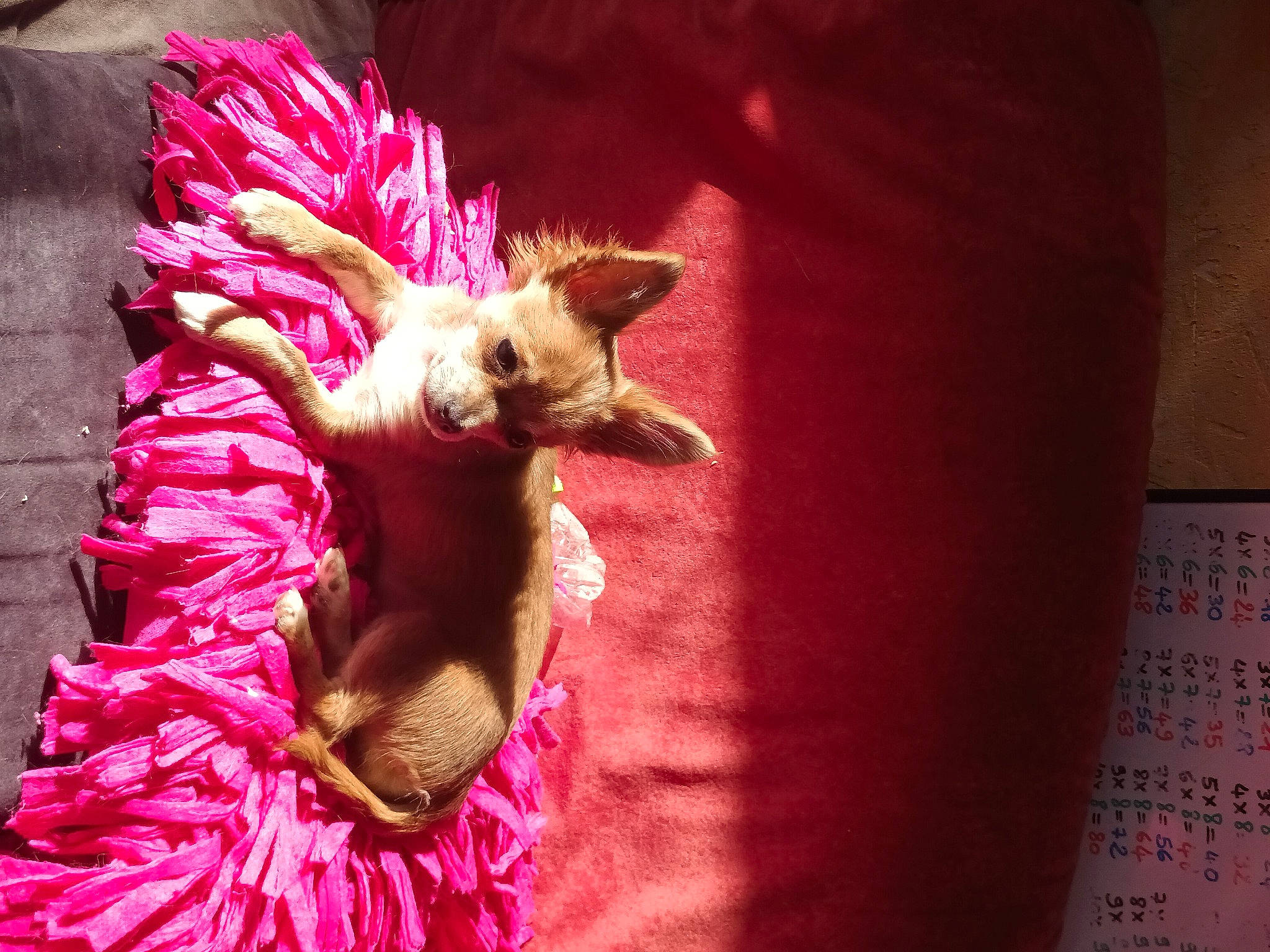 Satine participe au concours pour gagner de l'argent avec cette photo : carmine, costume, event, fashion_accessory, feather, felidae, fictional_character, fur, linens, magenta, mythical_creature, performance_art, petal, purple, small_to_medium_sized_cats, tail, textile, toy, whiskers, wing