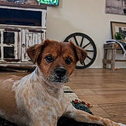 Kobie is registered to the contest to win money with this photo: dog, pet, indoor, living_room, rug, wooden_floor, furniture, cabinet, wheel, decor, brown, white, spotted, resting, cute, animal, canine, home, cozy, relaxed