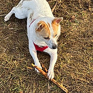 Venus participe au concours pour gagner de l'argent avec cette photo : animal, canine, chewing, cute, daylight, dog, fur, grass, ground, laying, mammal, nature, outdoor, paw, pet, playful, red_harness, small_dog, stick, white_dog