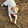 animal, canine, chewing, cute, daylight, dog, fur, grass, ground, laying, mammal, nature, outdoor, paw, pet, playful, red_harness, small_dog, stick, white_dog