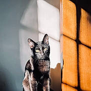 Coraline joined the competition — help win amazing prizes! black_cat, cat, sunlight, shadow, window_shadow, indoor, animal, pet, feline, sitting, portrait, fur, whiskers, ears, yellow_eyes, light_and_shadow, quiet, calm, domestic_cat, household