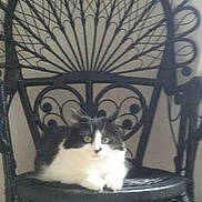 Kitty a rejoint le concours — aidez-le/la à gagner de superbes lots ! cat, black_and_white, sitting, chair, wicker, furniture, indoor, pet, animal, relaxed, curious, green_eyes, fluffy, domestic_cat, resting, home, cozy, black, white, cute