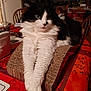 cat, black_and_white, fluffy, long_hair, indoor, table, cardboard_scratch_pad, red_tablecloth, furniture, chair, pet, relaxed, animal, close_up, domestic, mammal, whiskers, front_paws, household, cozy