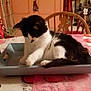cat, black_and_white, tray, table, tablecloth, flower_pot, chair, indoor, decorations, curious, pet, feline, home, cozy, furniture, relaxed, paw, animal, living_room, cute