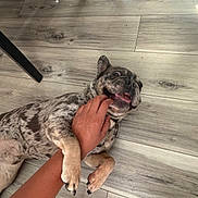 Dinero is registered to the contest to win money with this photo: dog, brindle, playful, tongue_out, hand, floor, wooden_floor, indoor, pet, animal, chair_legs, shadow, paw, person, interaction, cute, happy, domestic, companionship, fun