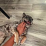 dog, brindle, playful, tongue_out, hand, floor, wooden_floor, indoor, pet, animal, chair_legs, shadow, paw, person, interaction, cute, happy, domestic, companionship, fun