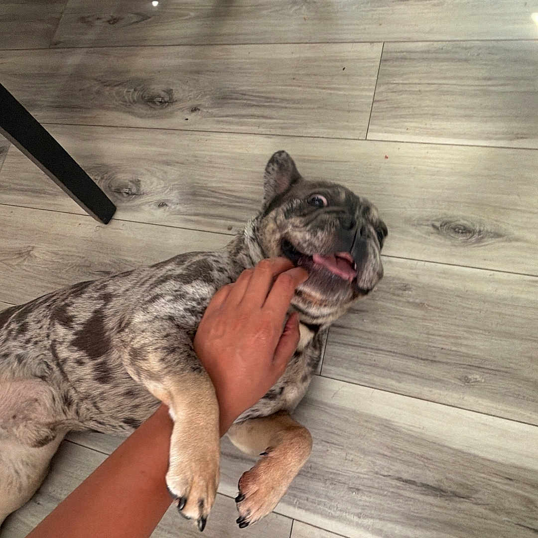 Dinero is registered to the contest to win money with this photo: dog, brindle, playful, tongue_out, hand, floor, wooden_floor, indoor, pet, animal, chair_legs, shadow, paw, person, interaction, cute, happy, domestic, companionship, fun