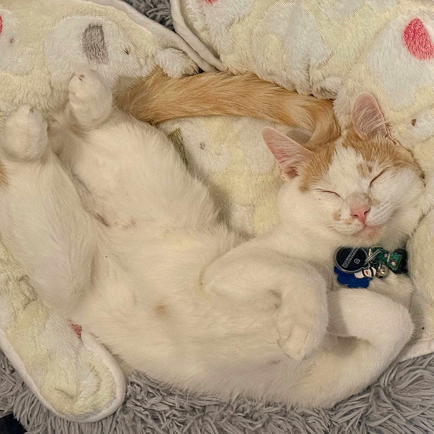 Wicket joined the competition — help win amazing prizes! blanket, cat, closeup, collar, cozy, cute, domestic_cat, fur, indoor, napping, paws, pet, plush_bed, portrait, relaxed, sleeping_cat, soft_texture, tag, tail, whiskers