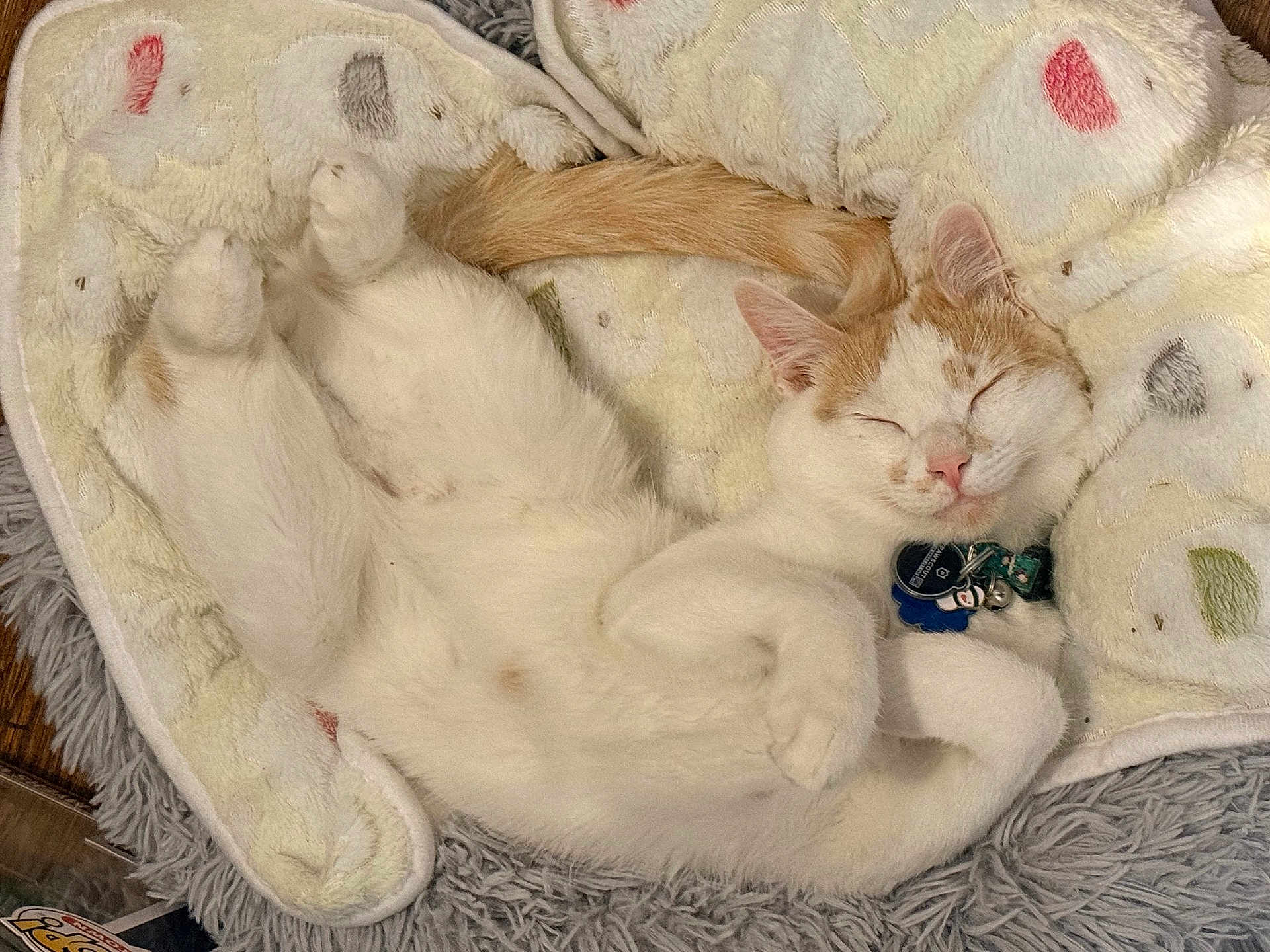 Wicket joined the competition — help win amazing prizes! cat, sleeping_cat, pet, collar, tag, cozy, blanket, plush_bed, paws, tail, fur, whiskers, cute, domestic_cat, indoor, napping, portrait, closeup, soft_texture, relaxed