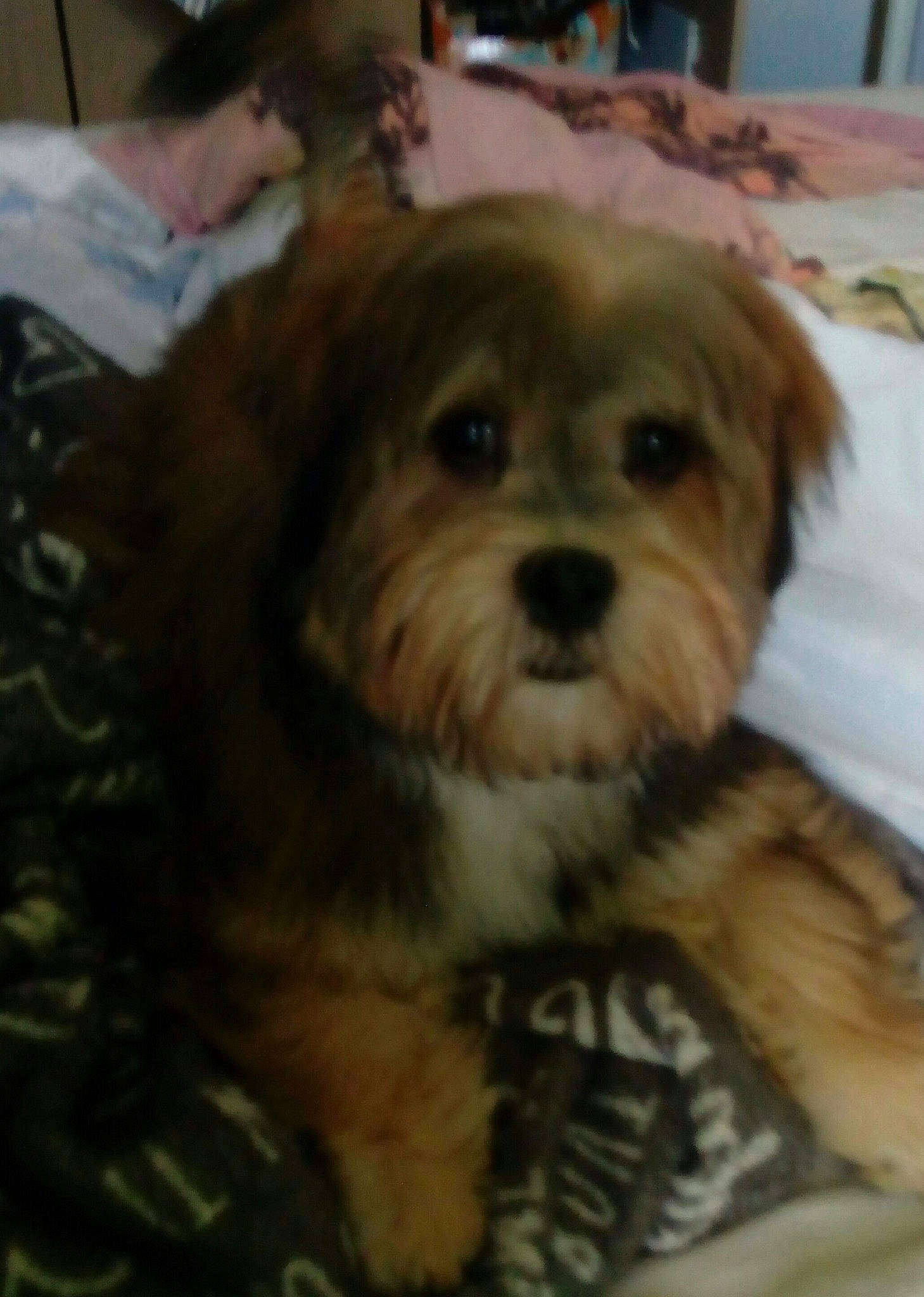 Mougly a rejoint le concours — aidez-le/la à gagner de superbes lots ! bolonka, canidae, carnivore, cavachon, cavapoo, chinese_imperial_dog, companion_dog, dog, dog_breed, lhasa_apso, maltepoo, mammal, morkie, poodle_crossbreed, puppy, schnoodle, shih_poo, shih_tzu, vertebrate, yorkshire_terrier
