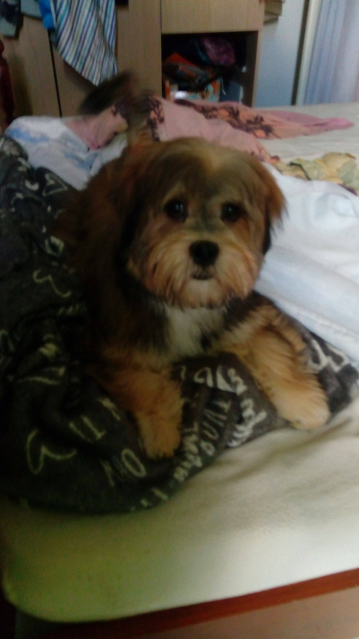 Mougly a rejoint le concours — aidez-le/la à gagner de superbes lots ! bolonka, canidae, carnivore, cavachon, cavapoo, chinese_imperial_dog, companion_dog, dog, dog_breed, havanese, lhasa_apso, maltepoo, mammal, morkie, pekapoo, puppy, schnoodle, shih_poo, shih_tzu, vertebrate