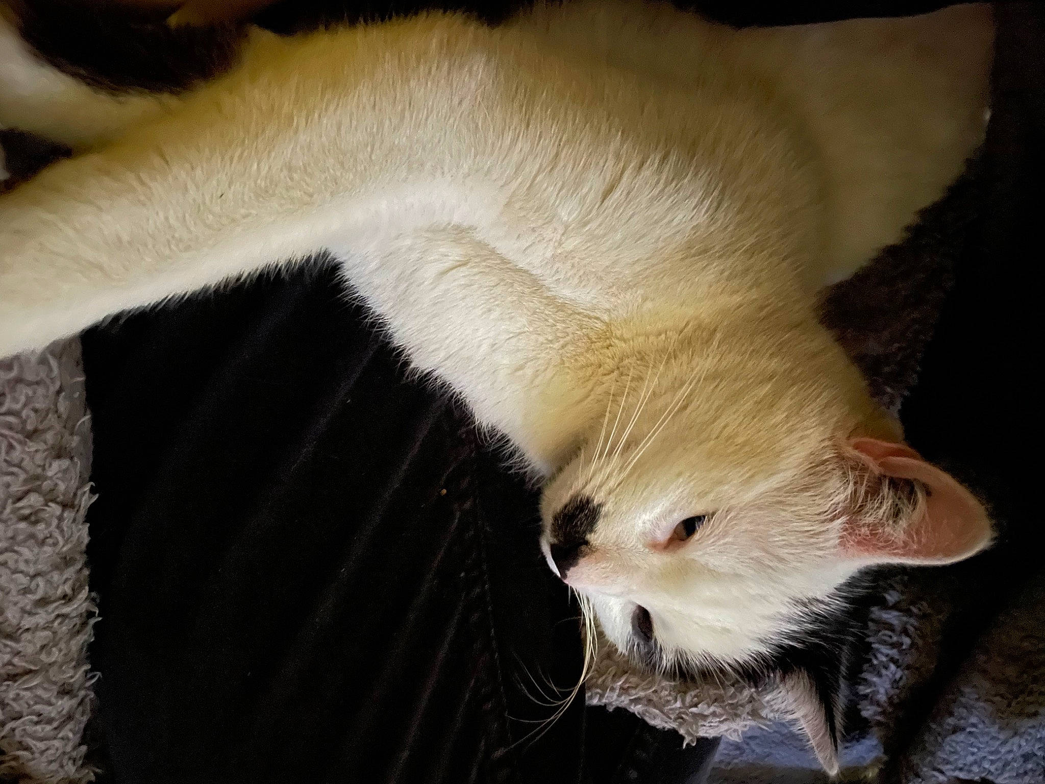 Oconor a rejoint le concours — aidez-le/la à gagner de superbes lots ! canidae, carnivore, cat, claw, comfort, domestic_short_haired_cat, fawn, felidae, fur, linens, mammal, nap, paw, small_to_medium_sized_cats, tail, terrestrial_animal, vertebrate, whiskers, wildlife, wood