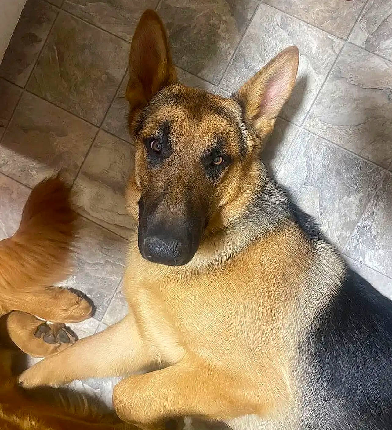 Chewy is registered to the contest to win money with this photo: belgian_shepherd_malinois, canidae, carnivore, companion_dog, dog, dog_breed, ear, eye, fawn, flooring, fur, german_shepherd_dog, herding_dog, jaw, snout, sporting_group, terrestrial_animal, tile_flooring, whiskers, working_dog