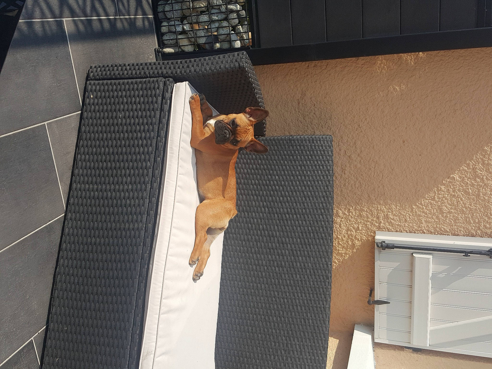 Canel participe au concours pour gagner de l'argent avec cette photo : carnivore, companion_dog, corgi_chihuahua, dog, fawn, felidae, floor, flooring, hardwood, human_leg, metal, pet_supply, plywood, room, shadow, small_to_medium_sized_cats, tail, vertebrate, whiskers, wood