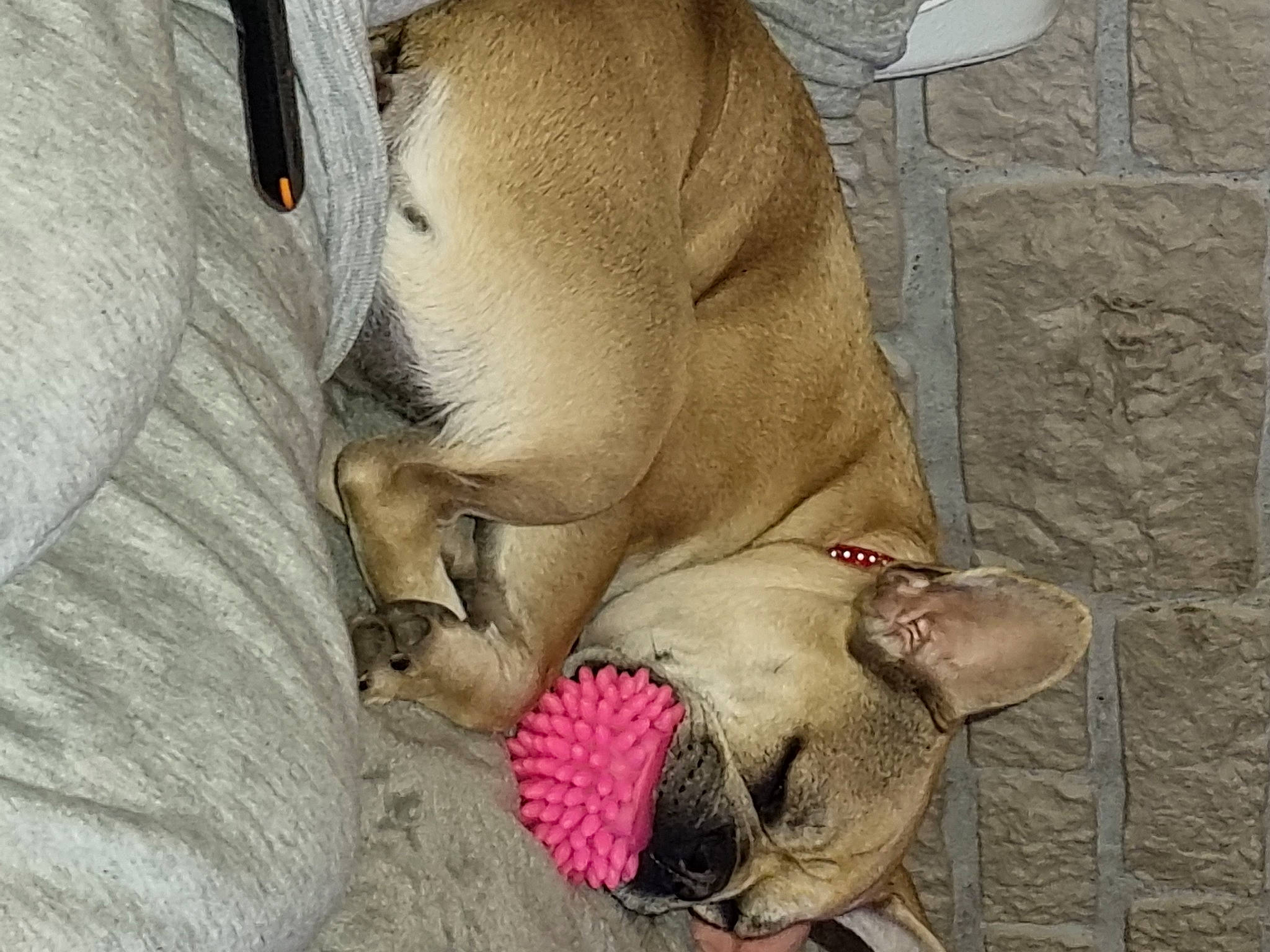 Canel a rejoint le concours — aidez-le/la à gagner de superbes lots ! canidae, carnivore, comfort, companion_dog, dog, dog_breed, dog_supply, fawn, felidae, fur, nap, paw, pet_supply, small_to_medium_sized_cats, snout, sporting_group, terrestrial_animal, whiskers, wildlife, wrinkle