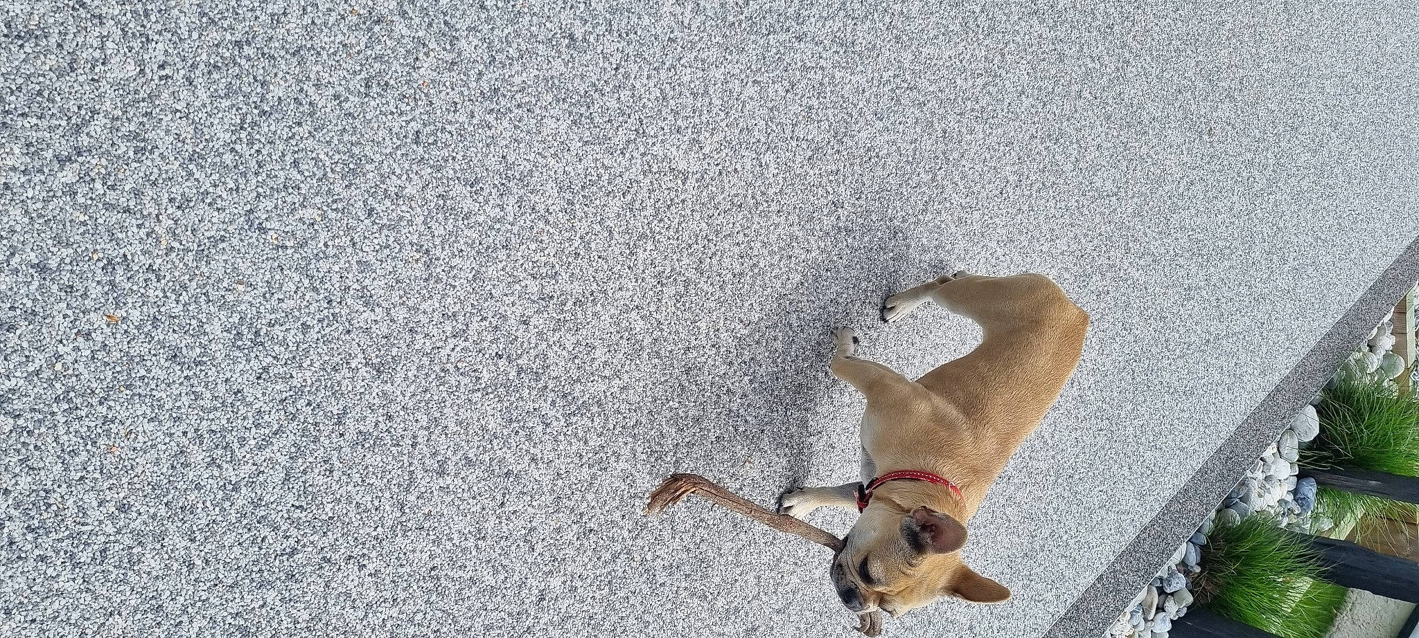 Canel participe au concours pour gagner de l'argent avec cette photo : asphalt, canidae, carnivore, cement, collar, companion_dog, concrete, dog, dog_breed, fawn, non_sporting_group, pet_supply, road_surface, shadow, sporting_group, tail, tar, working_animal