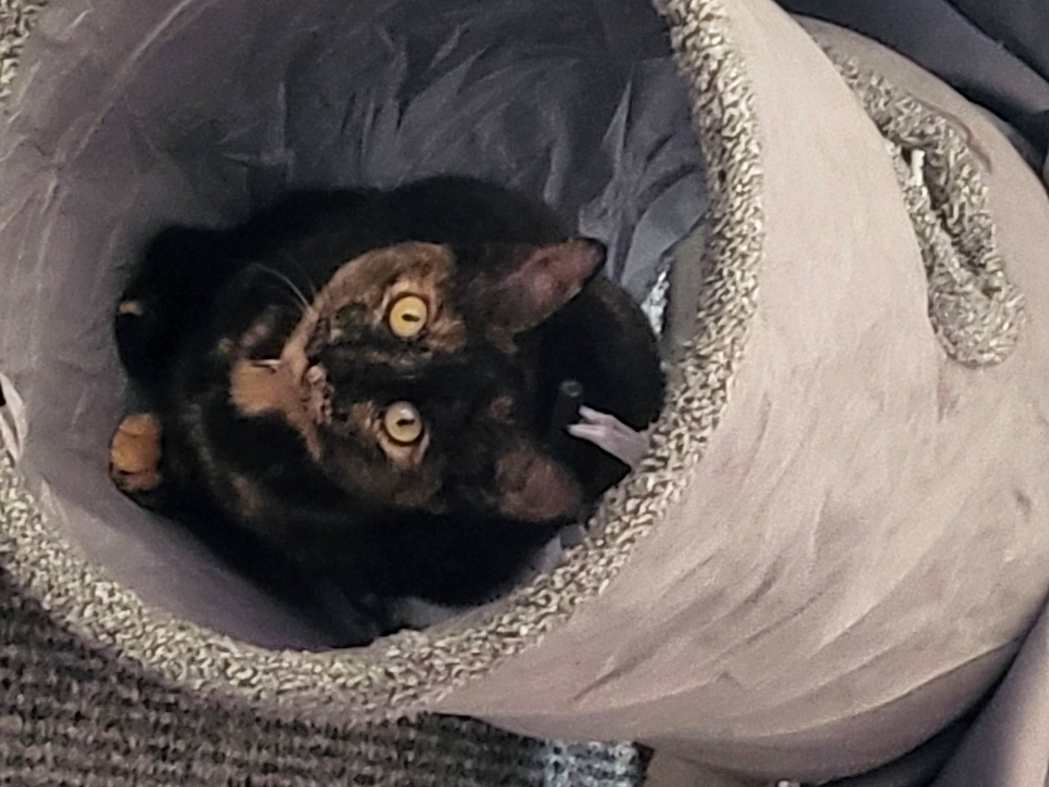 Cookie joined the competition — help win amazing prizes! bean_bag, bed, black_cat, canidae, carnivore, cat, cat_bed, cat_supply, comfort, dog_breed, domestic_short_haired_cat, ear, eye, felidae, fur, small_to_medium_sized_cats, snout, tail, terrestrial_animal, whiskers