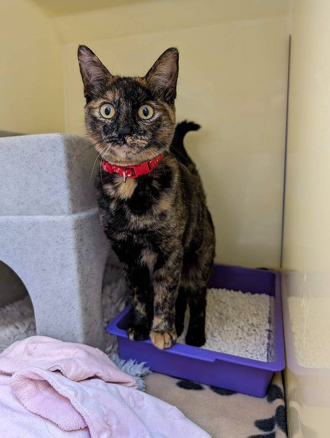 Cookie joined the competition — help win amazing prizes! art, carnivore, cat, cat_supply, cat_toy, domestic_short_haired_cat, felidae, fur, grey, paw, small_to_medium_sized_cats, tail, terrestrial_animal, whiskers