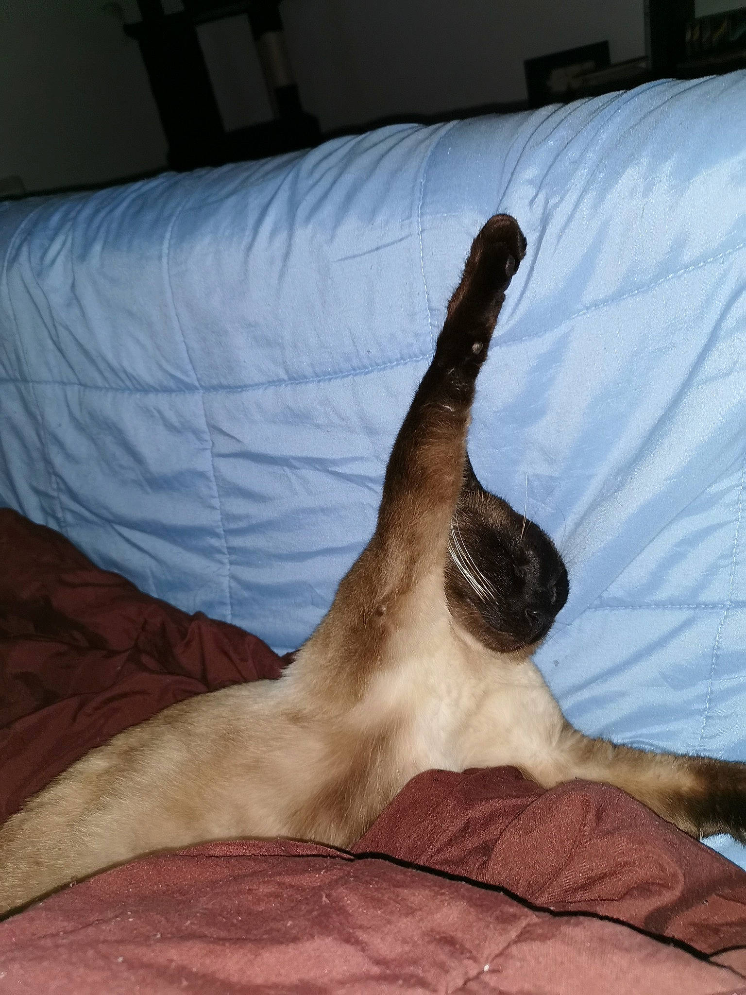 Cappuccino participe au concours pour gagner de l'argent avec cette photo : carnivore, cat, fawn, felidae, furniture, nap, small_to_medium_sized_cats, sporting_group, tail