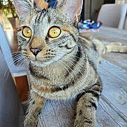 Mimi participe au concours pour gagner de l'argent avec cette photo : cat, tabby, golden_eyes, whiskers, ears, paws, wooden_table, indoor, feline, pet, curious, close_up, striped, relaxed, domestic_animal, animal, fur, mammal, table, looking_away