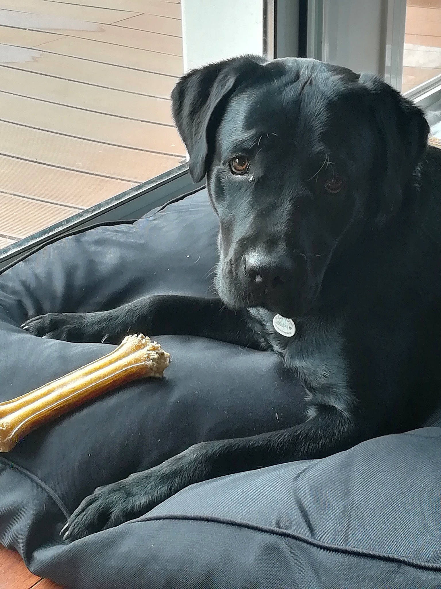 Oslo a rejoint le concours — aidez-le/la à gagner de superbes lots ! beagador, borador, canidae, carnivore, companion_dog, dog, dog_breed, labrador_retriever, patterdale_terrier, retriever, snout, sporting_group, whiskers