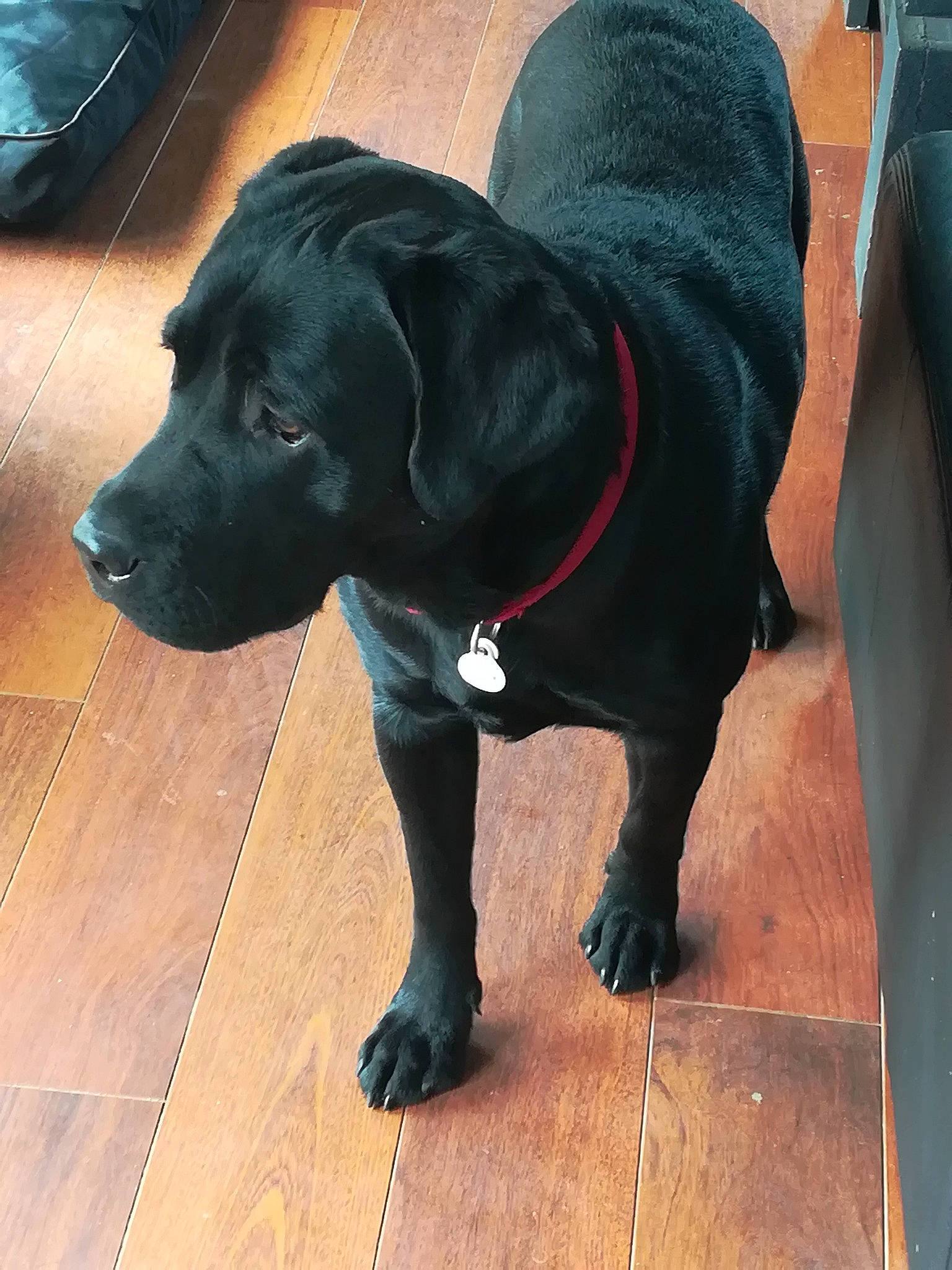 Oslo participe au concours pour gagner de l'argent avec cette photo : beagador, borador, cane_corso, canidae, carnivore, companion_dog, dog, dog_breed, fawn, guard_dog, labrador_retriever, mammal, patterdale_terrier, puppy, retriever, snout, sporting_group, tail, vertebrate