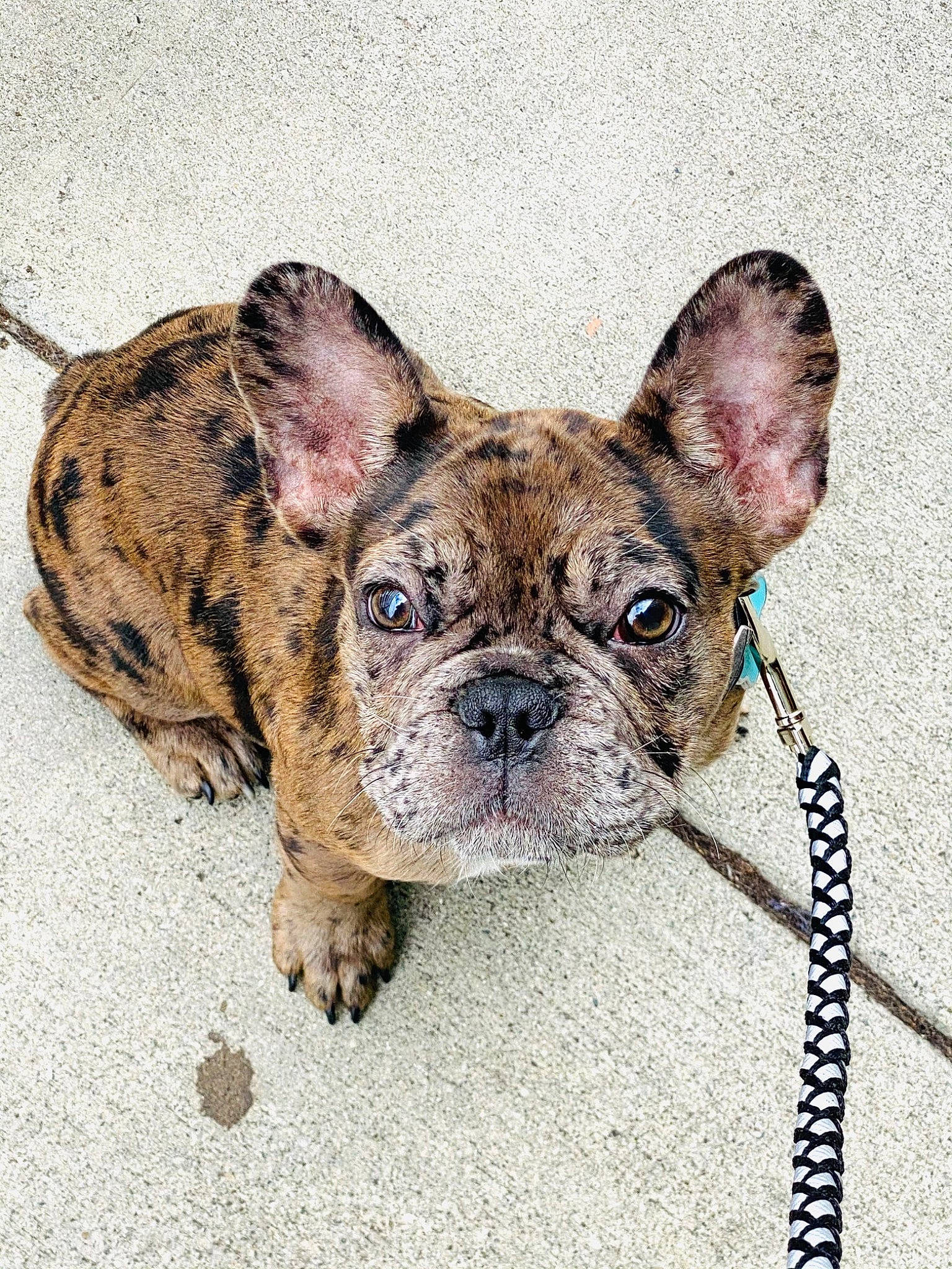 Ozzie is registered to the contest to win money with this photo: bulldog, canidae, carnivore, collar, companion_dog, dog, dog_breed, dog_collar, ear, fawn, french_bulldog, mammal, snout, sporting_group, terrestrial_animal, toy_dog, vertebrate, whiskers, working_animal, wrinkle